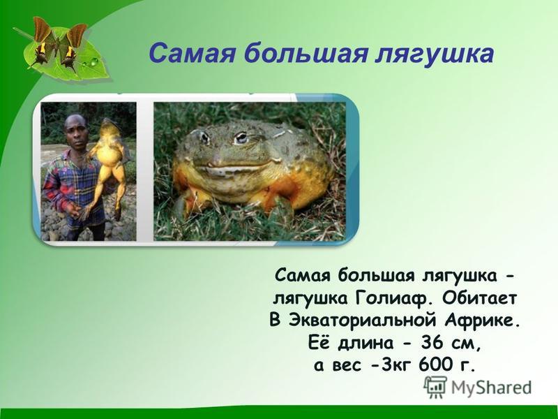 Самая большая лягушка Самая большая лягушка - лягушка Голиаф. Обитает В Экваториальной Африке. Её длина - 36 см, а вес -3 кг 600 г.
