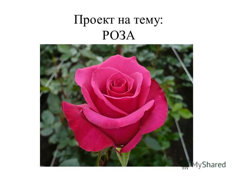 Реферат На Тему Цветок Роза
