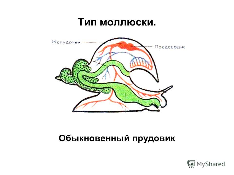Моллюски с рисунками Моллюски семейства осетровые : названия, описание видов