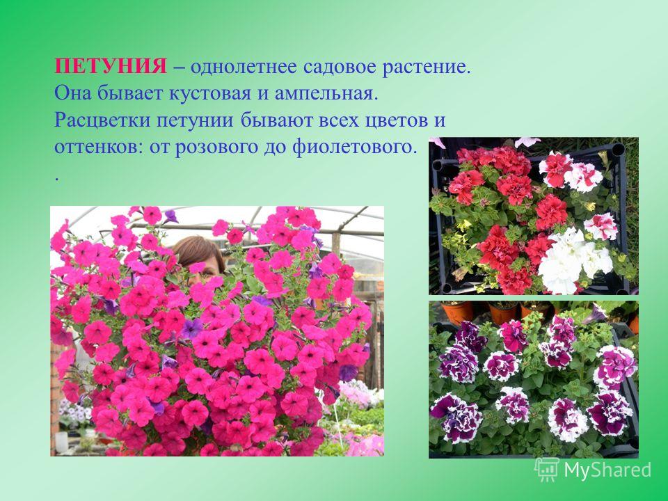 Цветы садовые однолетние и описание Цветы садовые однолетние и описание