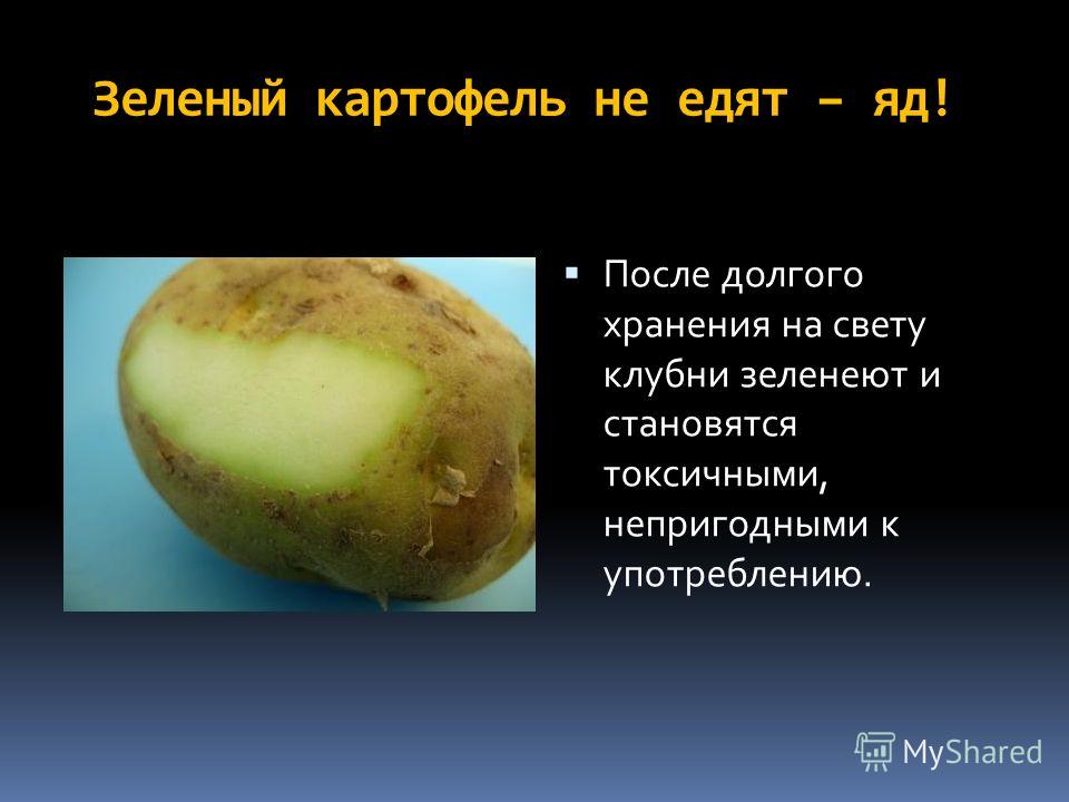 Почему зеленеет картофель при хранении Почему зеленеет картофель при хранении