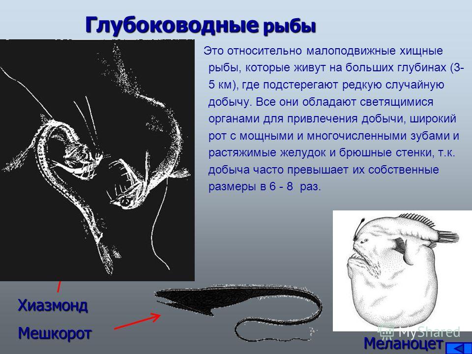 мешкорот где ловить мешкорот где ловить