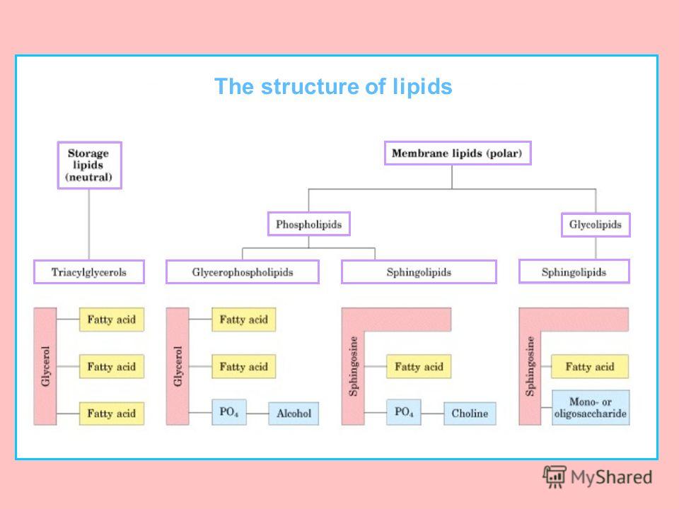 an analysis of the main classes of lipids a hydrocarbon type What are the major types of organic molecules a type of plastid glycogen is the main storage major classes of lipids that you need to know are. an analysis of the main classes of lipids a hydrocarbon type What are the major types of organic molecules a type of plastid glycogen is the main storage major classes of lipids that you need to know are.
