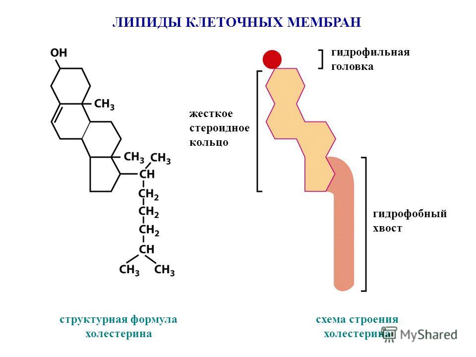 схема строения клеточной мембраны