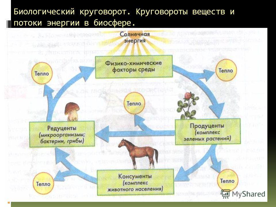 Схемы круговорота веществ в биосфер Схемы круговорота веществ в биосфер