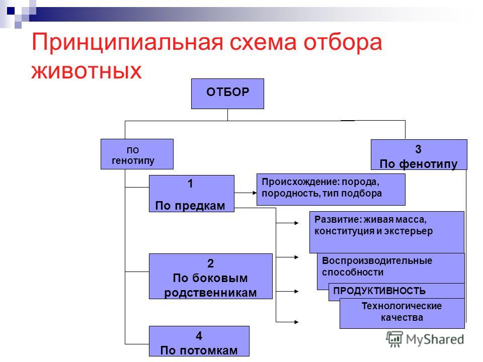 Отбор по конституции и экстерьеру Отбор по конституции и экстерьеру