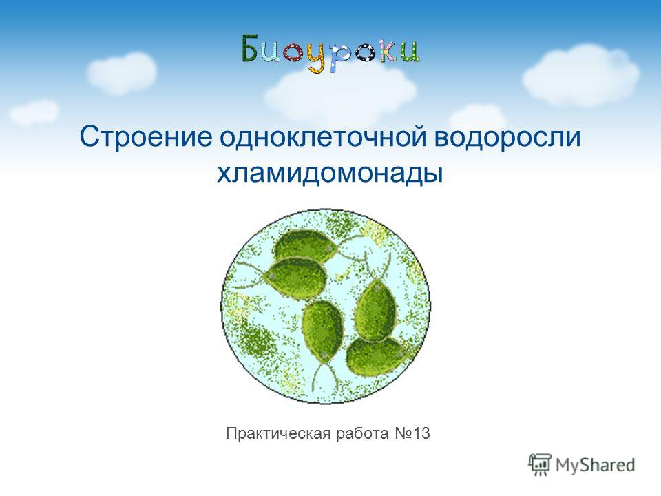 Практическая Работа Номер 13 Практическая Работа Номер 13