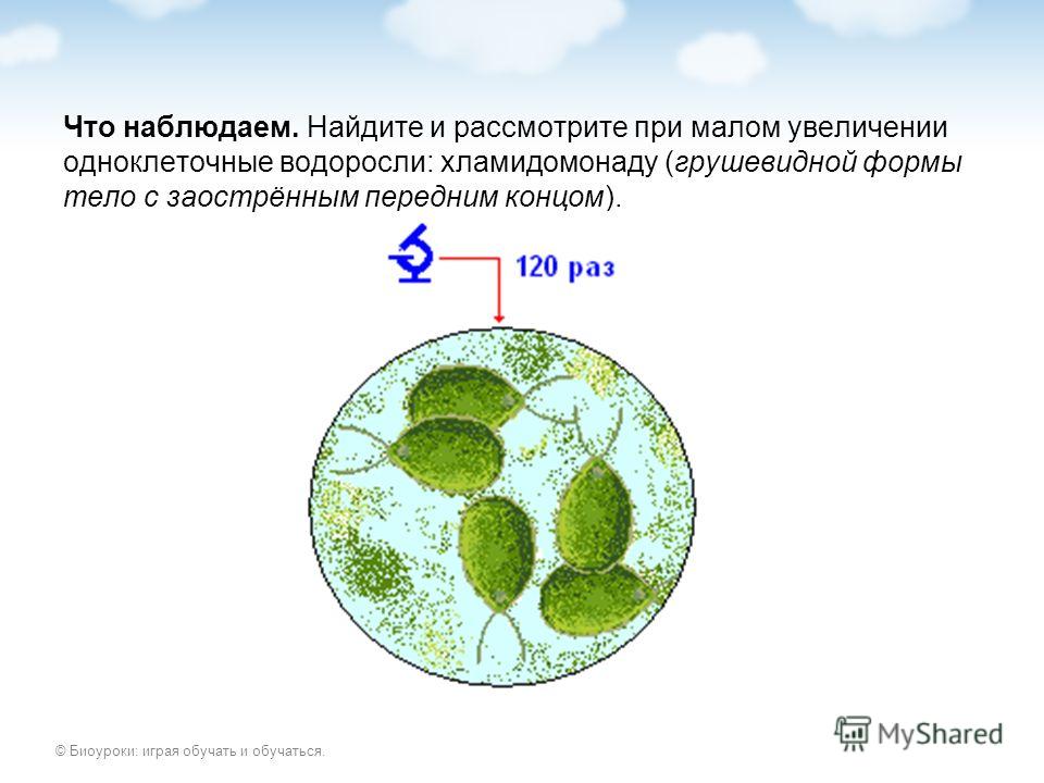 Водоросли одноклеточные рисунок Foto-Gadanie.ru