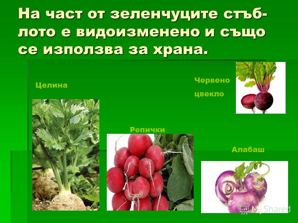 На част от зеленчуците стеб- лото е видоизменено и също се използва за крана. Целина Алабаш Червено цвекло Репички