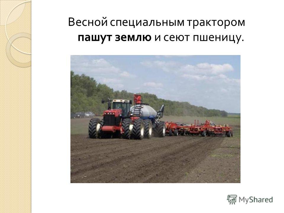 Весной специальным трактором пашут землю и сеют пшеницу.