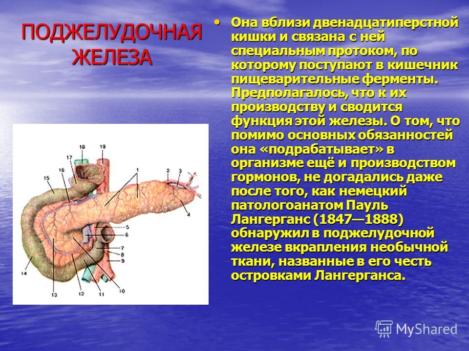 Поджелудочная и кишечник связаны Поджелудочная и кишечник связаны