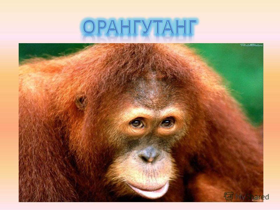 Доклад на тему орангутанга красная книга 230