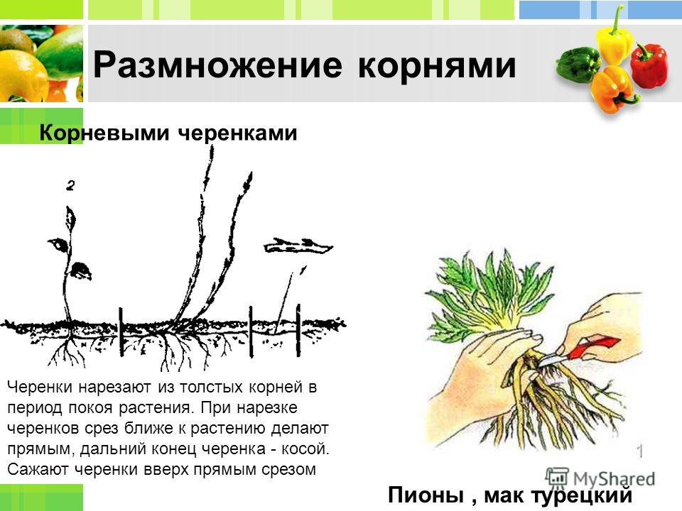 размножение дерена белого черенками весной размножение дерена белого черенками весной