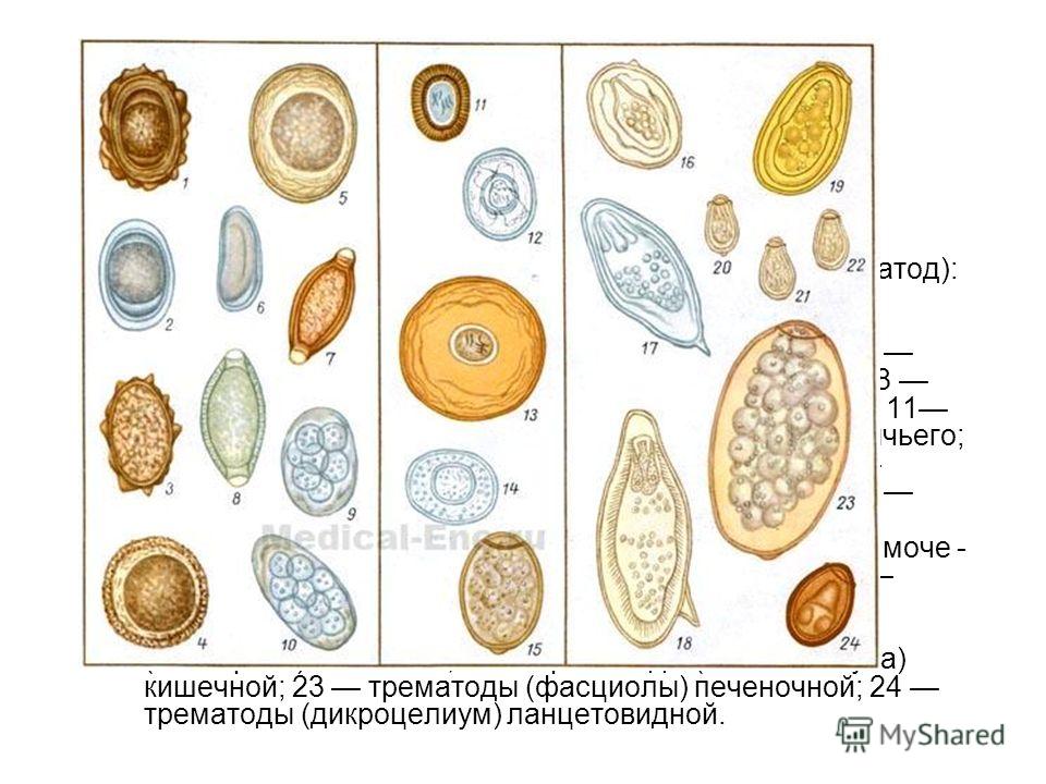 гельминты паразиты человека гельминты паразиты человека