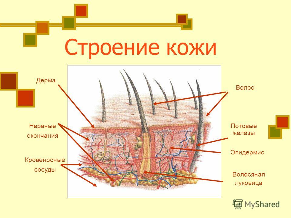 Все о строении кожи и сосудов Все о строении кожи и сосудов