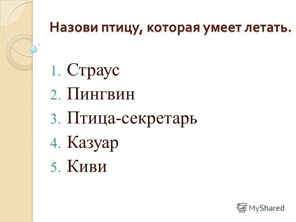 Презентация про птицу киви
