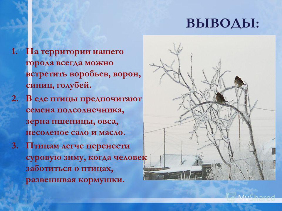 Птицы нашего города проект