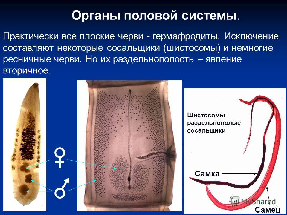 Органы чувств печеночной сосальщиков