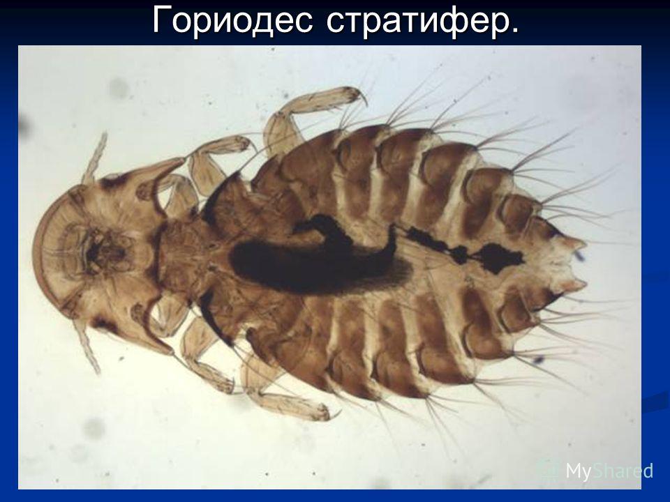 членистоногие паразиты человека членистоногие паразиты человека