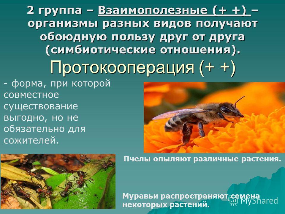 2 группа – Взаимополезные (+ +) – организмы разных видов получают обоюдную пользу друг от друга (симбиотические отношения). Протокооперация (+ +) - форма, при которой совместное существование выгодно, но не обязательно для сожителей. Пчелы опыляют ра