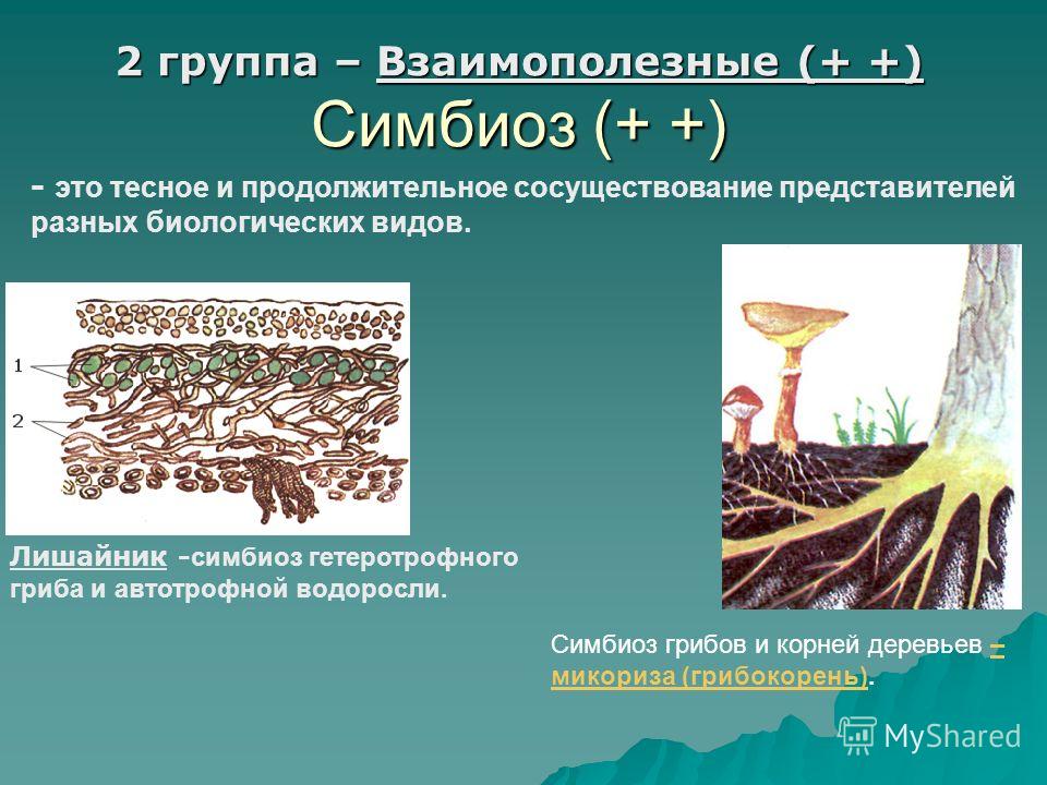 2 группа – Взаимополезные (+ +) Симбиоз (+ +) - это тесное и продолжительное сосуществование представителей разных биологических видов. Лишайник - симбиоз гетеротрофного гриба и автотрофной водоросли. Симбиоз грибов и корней деревьев – микориза (гриб