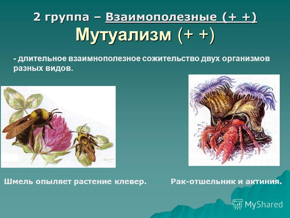 2 группа – Взаимополезные (+ +) Мутуализм (+ +) - длительное взаимно полезное сожительство двух организмов разных видов. Шмель опыляет растение клевер.Рак-отшельник и актиния.