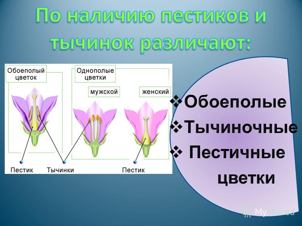 Покажите стрелками и подпишите на рисунке тычиночную нить цветковую чешую