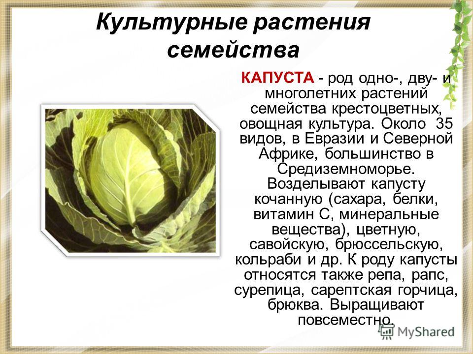 Культурные растения семейства КАПУСТА - род одно-, двух- и многолетних растений семейства крестоцветных, овощная культура. Около 35 видов, в Евразии и Северной Африке, большинство в Средиземноморье. Возделывают капусту кочанную (сахара, белки, витами