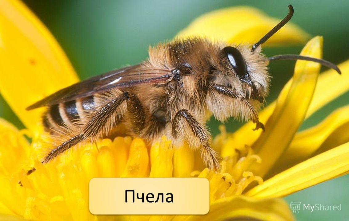 Пчёлы и экология