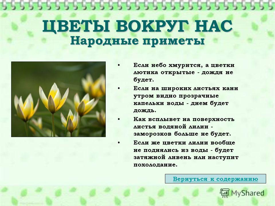 Приметы по подаркам цветы Приметы по подаркам цветы