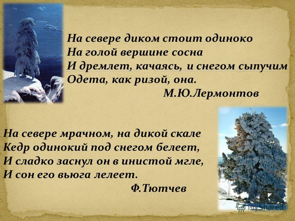 Вещие сны которые снятся днем Вещие сны которые снятся днем