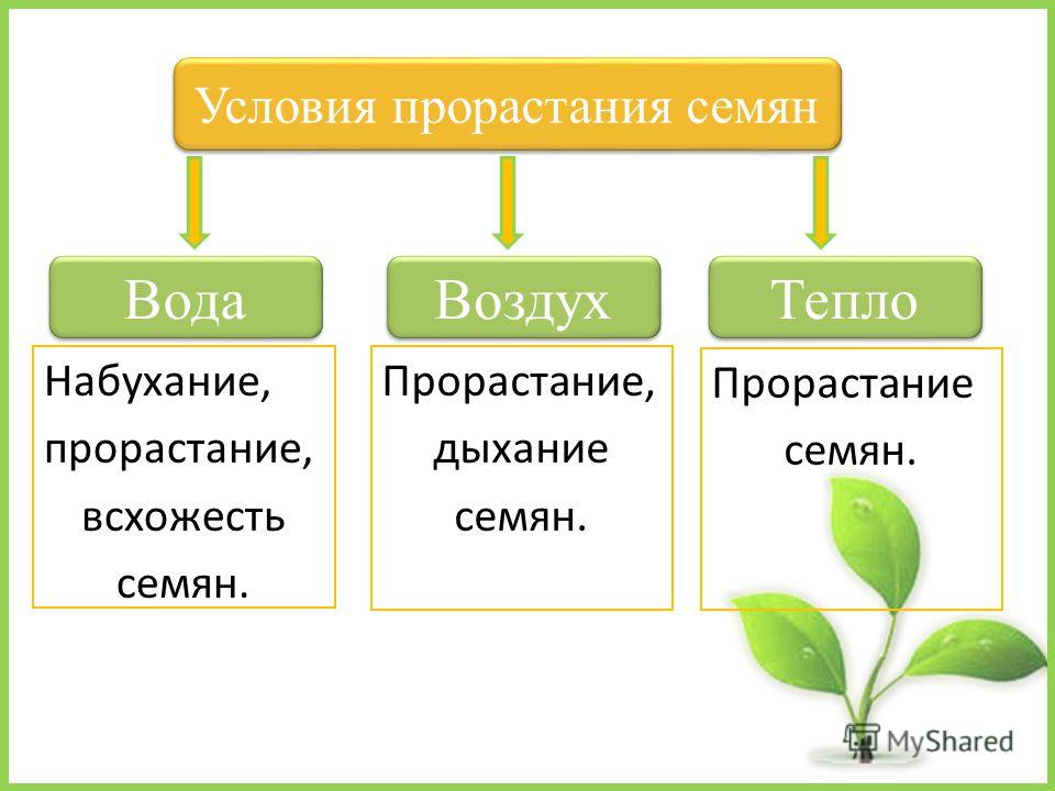 Условия Прорастания Семян Реферат Условия Прорастания Семян Реферат