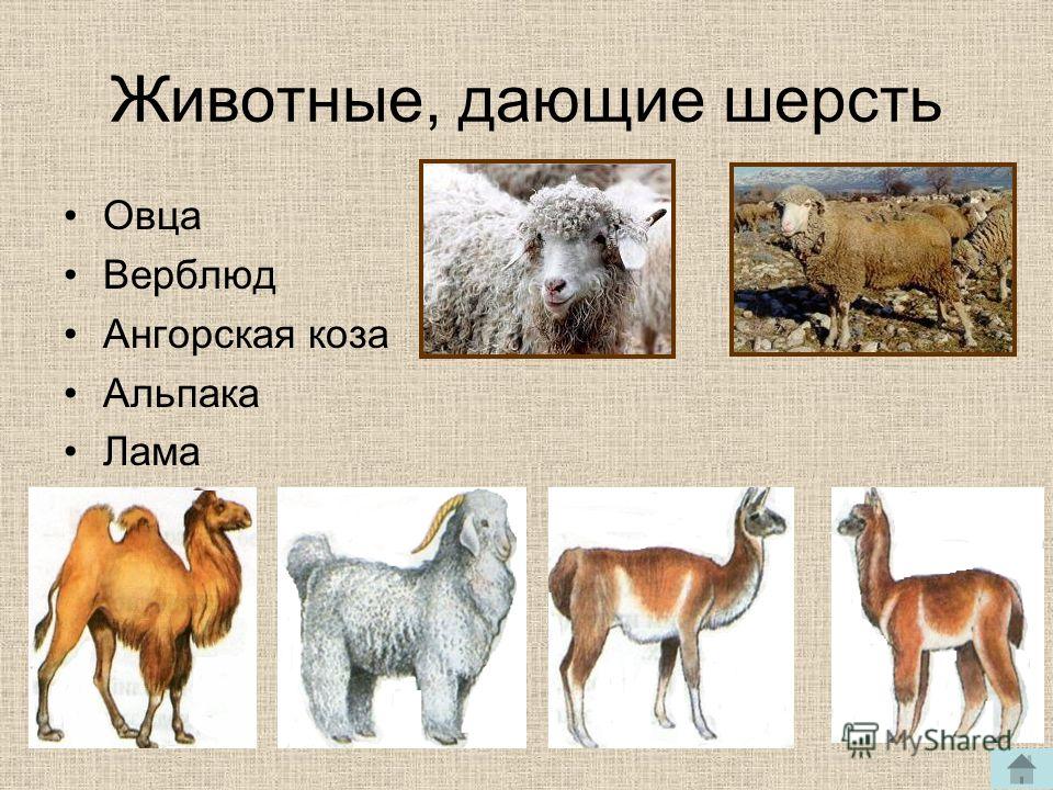 Животные, дающие шерсть Овца Верблюд Ангорская коза Альпака Лама