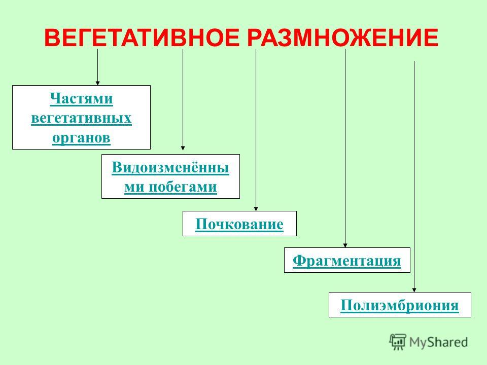 шиповник от паразитов неумывакин шиповник от паразитов неумывакин