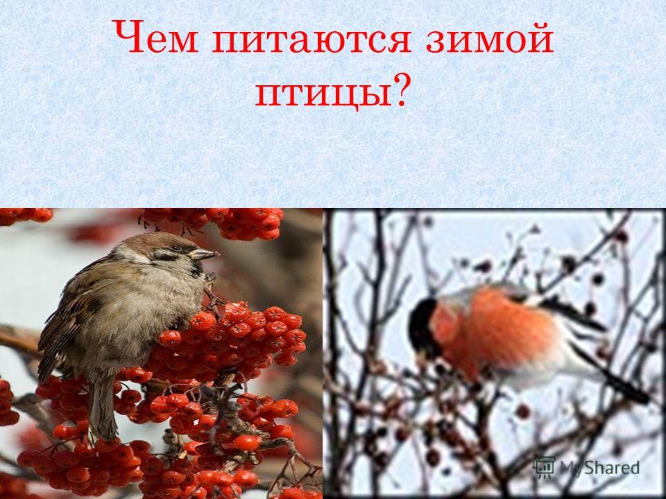 Чем питаются зимой птицы?