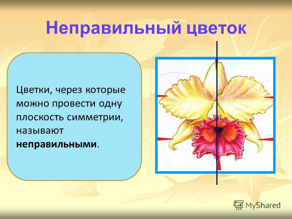 Правильный цветок называют Правильный цветок называют