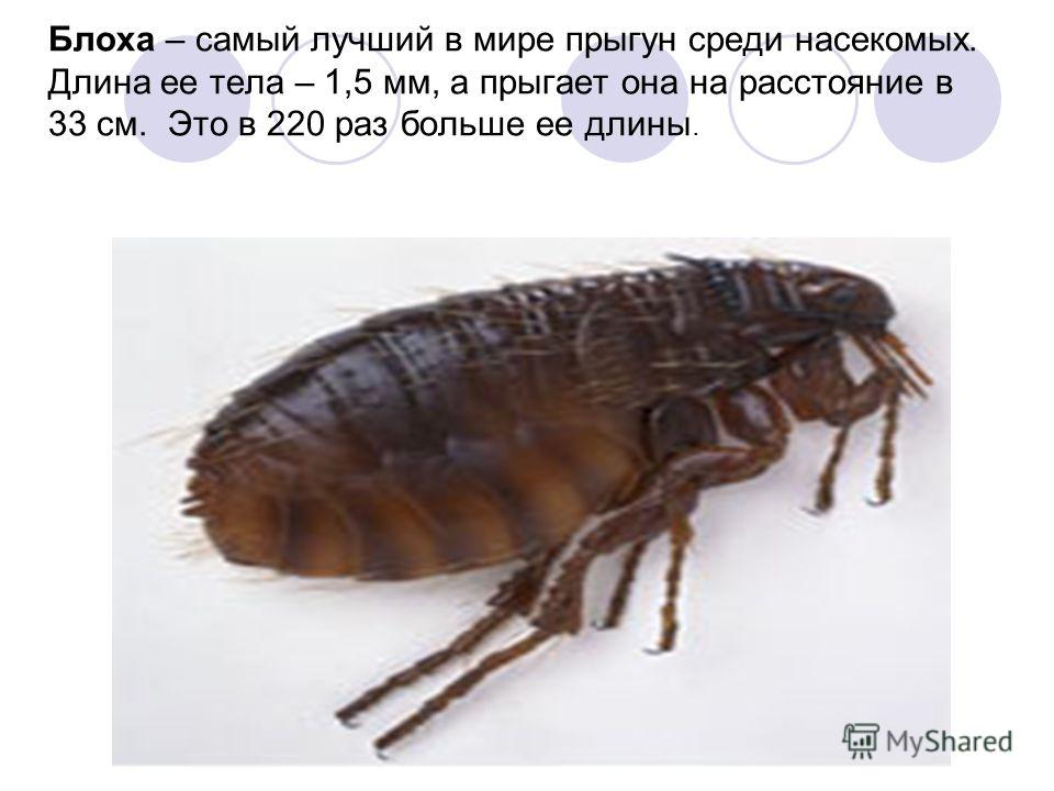 Блохи прыгают по телу Блохи прыгают по телу