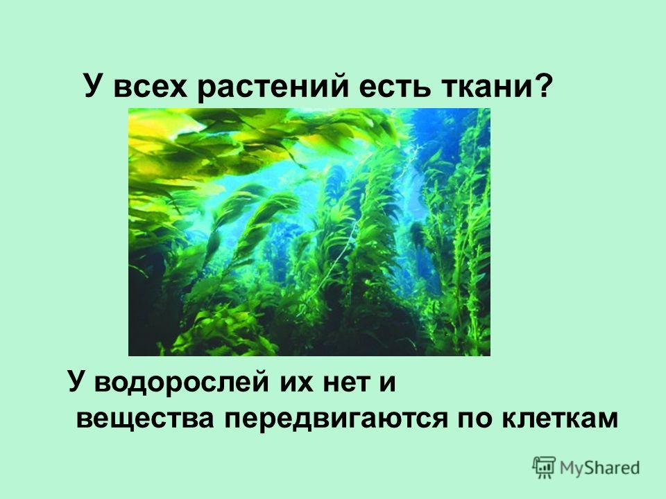 Ткани рисунок по биологии Ткани рисунок по биологии