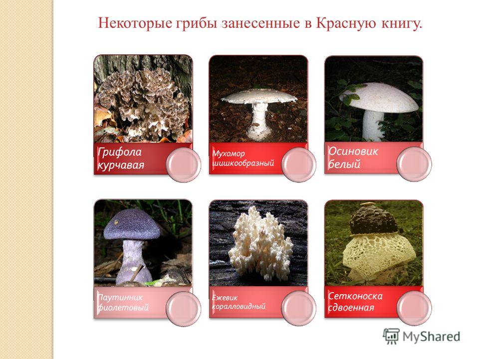 Книга грибы россии скачать бесплатно