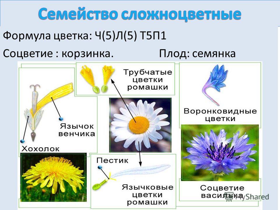 Формула цветка астровых Формула цветка астровых