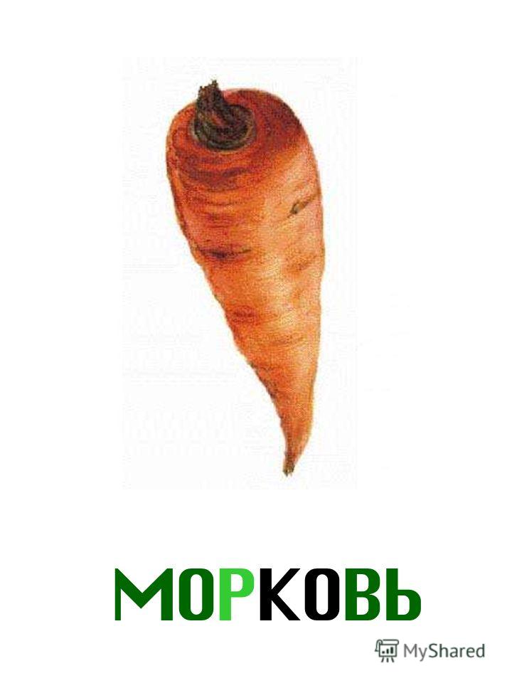 МОРКОВЬ Морковь