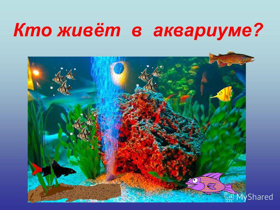 Кто живет в оквариуме Кто живет в оквариуме