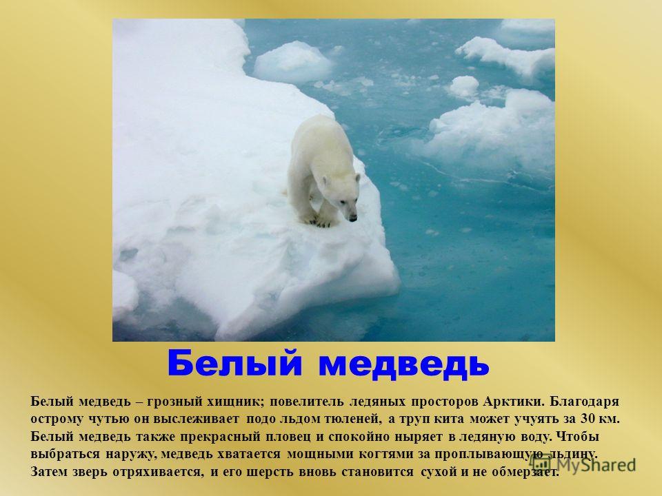 Арктика Реферат Для 4 Класса Арктика Реферат Для 4 Класса