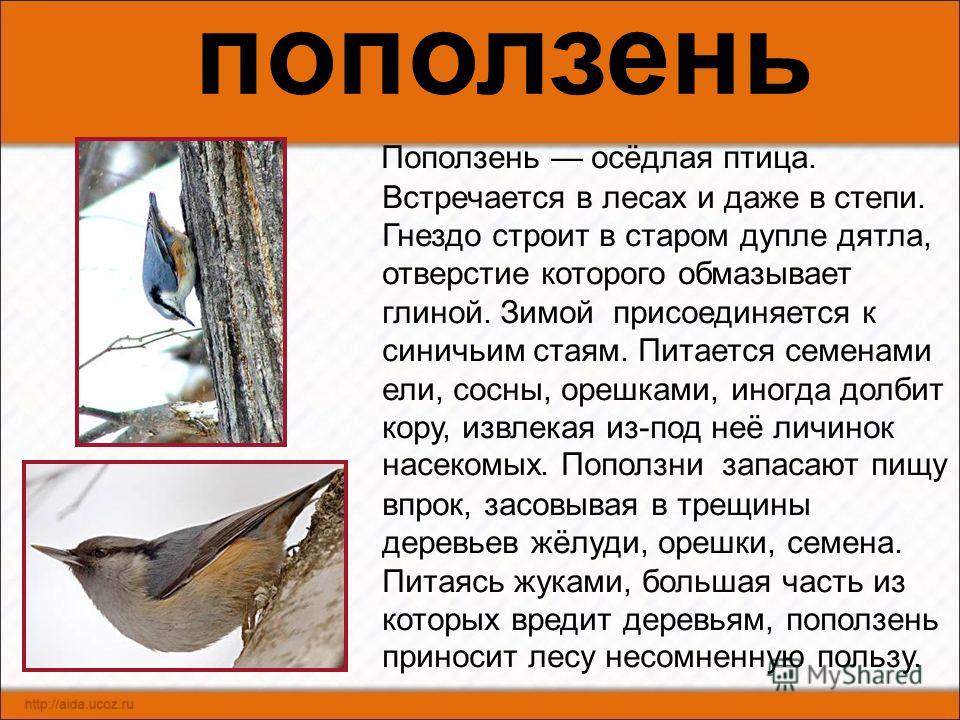 Зимующие Птицы Алтайского Края Фото И Названия Зимующие Птицы Алтайского Края Фото И Названия