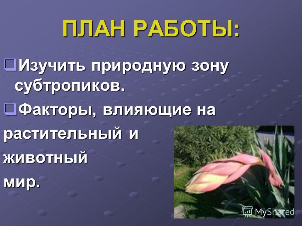 Субтропики проект 4 класс Презентация на тему: "МОУ "СОШ11 с УИИЯ" Перевалова Светлана Николаевна учитель 