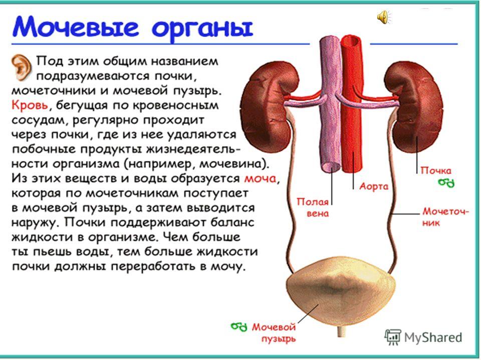 Реферат: Выделительная система