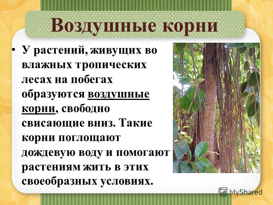 Воздушные корни примеры растений