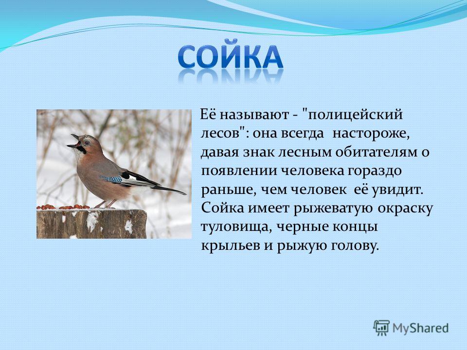 Семена большие черные Семена большие черные