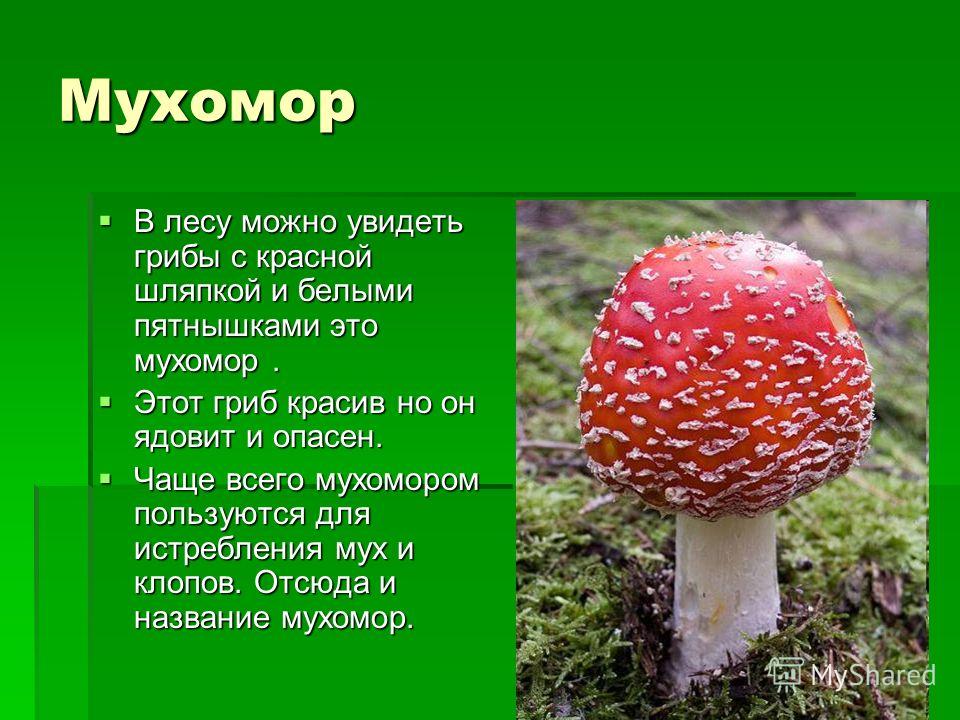 Сообщение о грибах для 3 класса