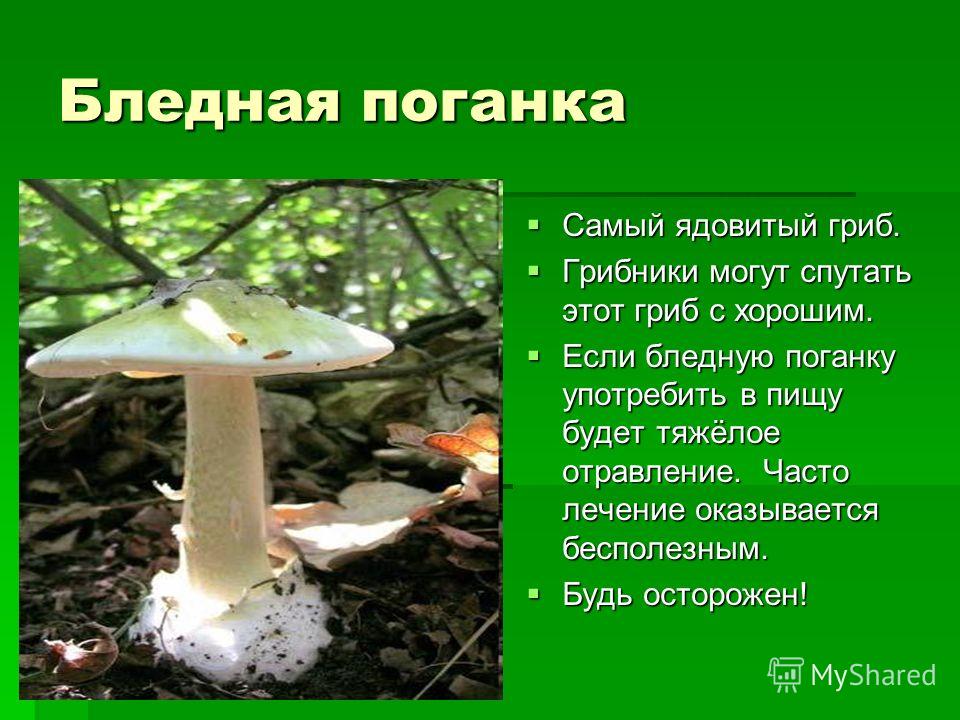 Доклад о грибах 5 класс